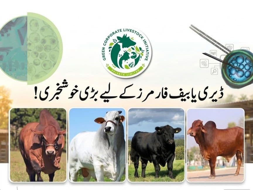 GCLI Promotes Gender Sorted Semen (GSS) for Smarter Dairy Herd Breeding