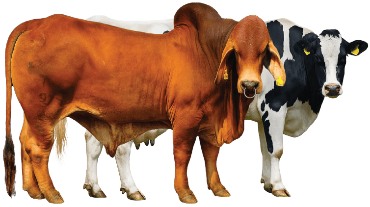 Bull and cow