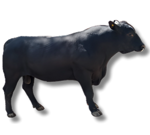 Angus