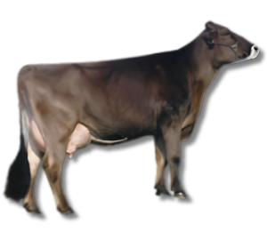 Brown Swiss