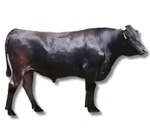 Wagyu